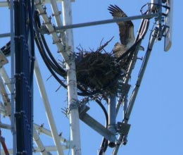 Birds nest